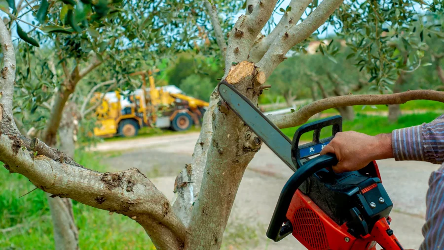 Tree Trimming and Pruning Services